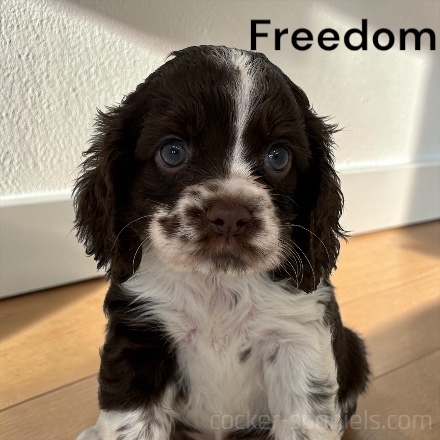 puppy, for, sale, Cocker Spaniel, Joe & Cherri  Overlease, dog, breeder, Miller, MO, dog-breeder, puppy-for-sale, forsale, nearby, find, puppyfind, locator, puppylocator, aca